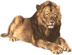 Gif animé lion s'endort